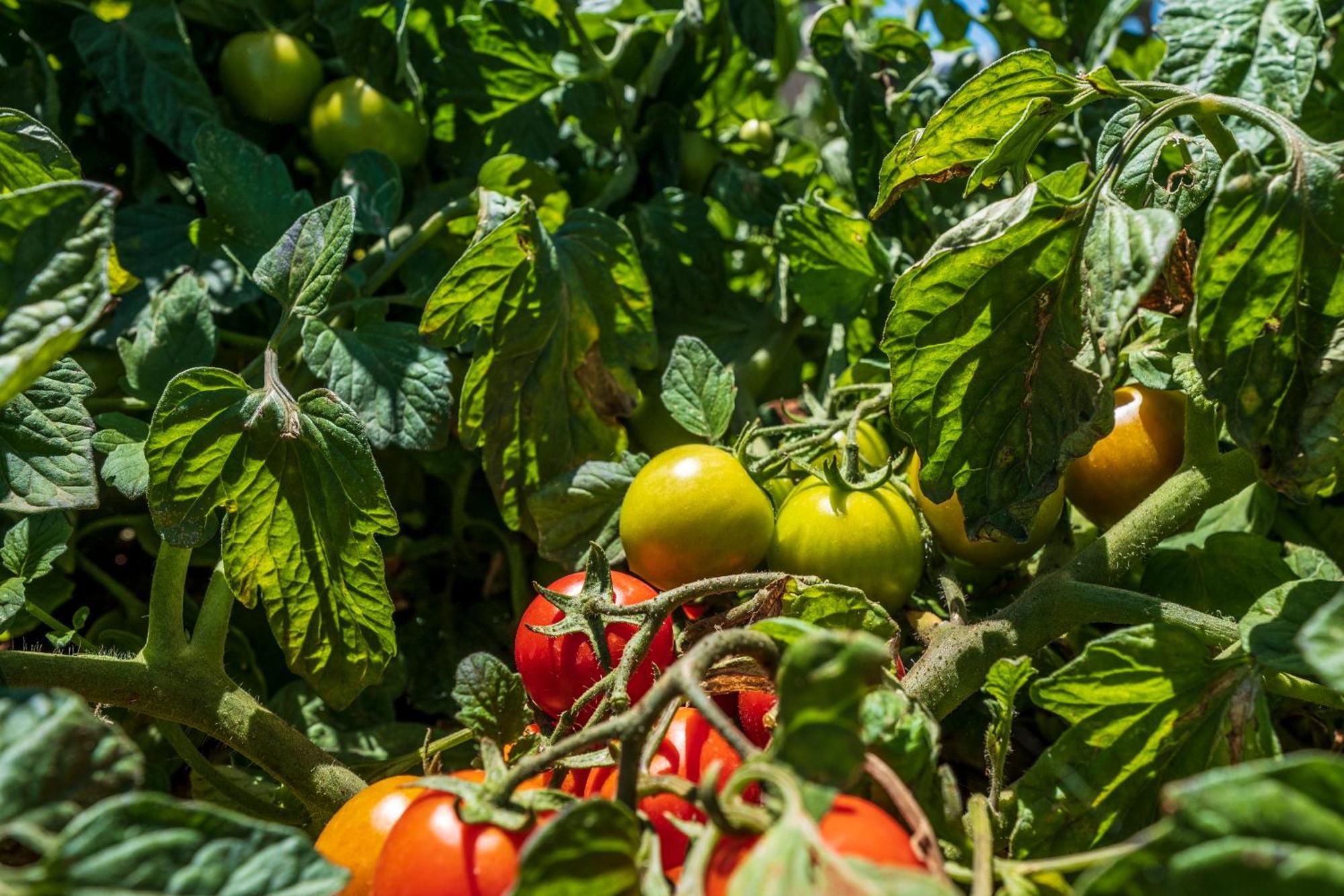 Séjour à la ferme Masseria Le Creste *