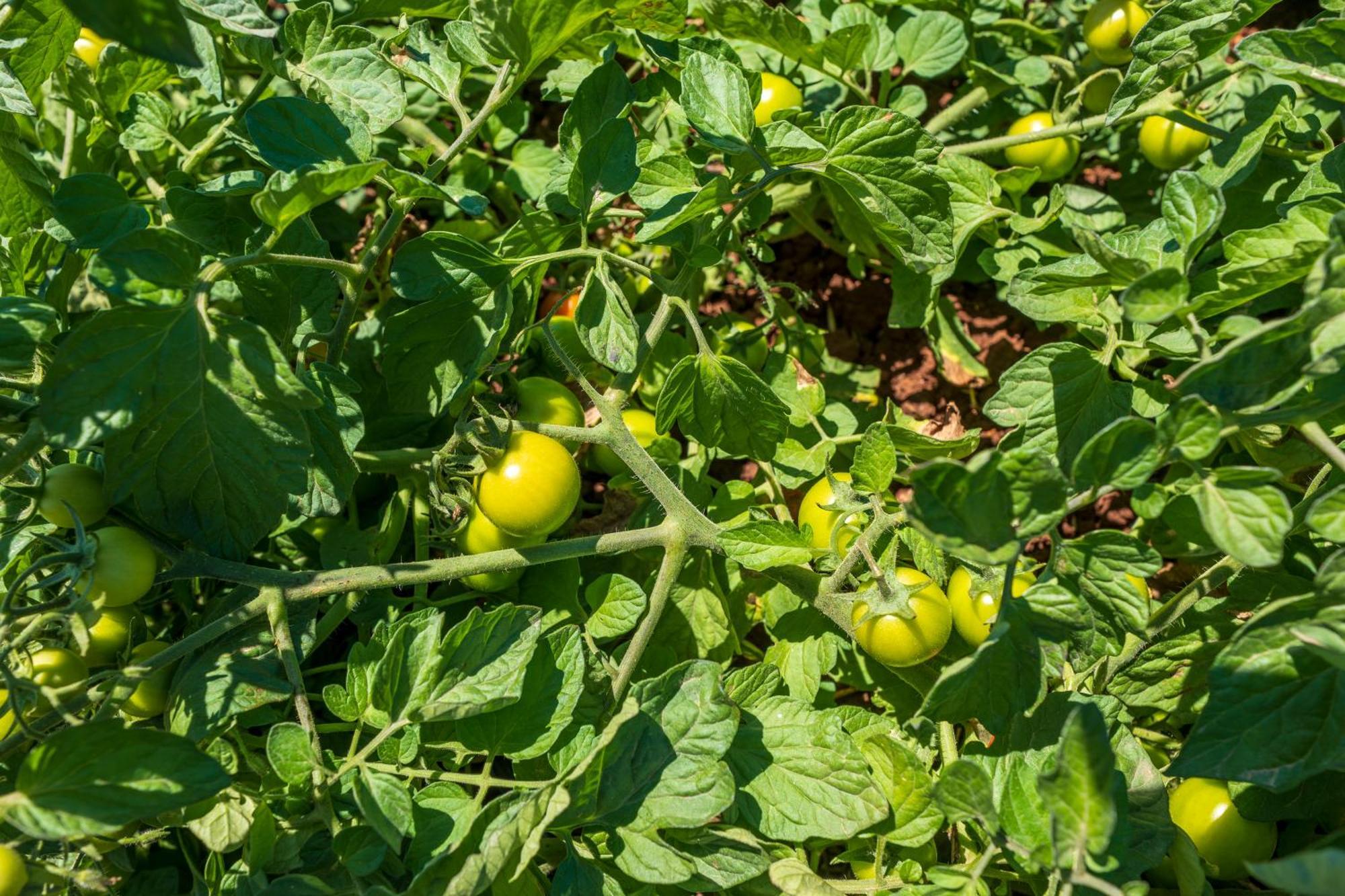 Masseria Le Creste Séjour à la ferme Otrante
